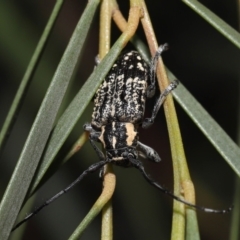 Ancita crocogaster at Acton, ACT - 6 Feb 2022 10:49 AM