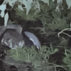 Petaurus notatus (Krefft’s Glider, formerly Sugar Glider) at Greenleigh, NSW - 3 May 2022 by magturn