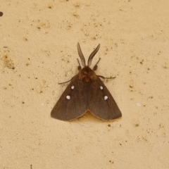 Anthela asterias (An Anthelid moth (Anthelidae) at Tibooburra, NSW - 3 May 2022 by AaronClausen