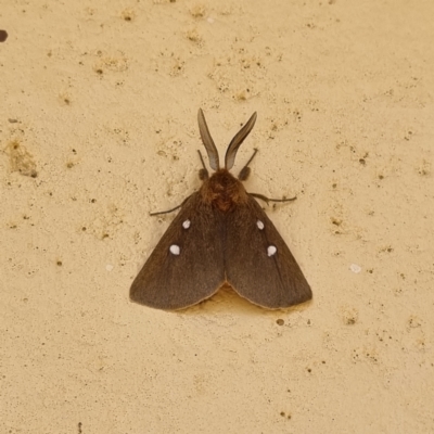 Unidentified Moth (Lepidoptera) at Tibooburra, NSW - 3 May 2022 by AaronClausen