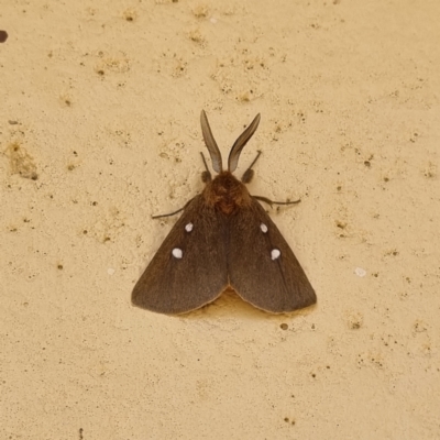 Anthela asterias (An Anthelid moth (Anthelidae) at Tibooburra, NSW - 3 May 2022 by AaronClausen