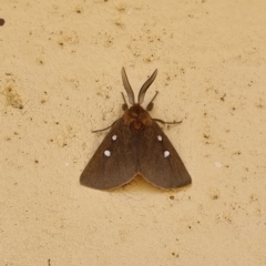 Unidentified Moth (Lepidoptera) (TBC) at suppressed - 3 May 2022 by AaronClausen