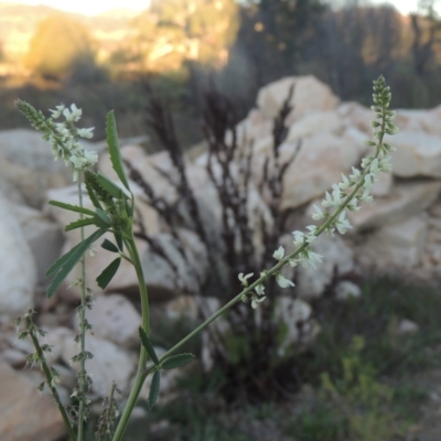 Melilotus albus (Bokhara Clover) at Paddys River, ACT - 2 May 2022 by MichaelBedingfield