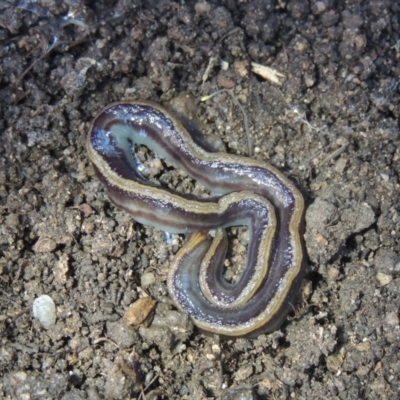 Caenoplana variegata (Two-tone Planarian) at Conder, ACT - 16 Apr 2022 by MichaelBedingfield