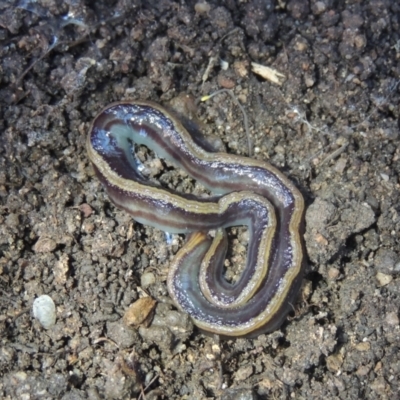 Caenoplana bicolor (Two-tone Planarian) at Pollinator-friendly garden Conder - 16 Apr 2022 by michaelb