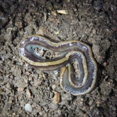 Caenoplana bicolor at Conder, ACT - 16 Apr 2022 10:47 AM