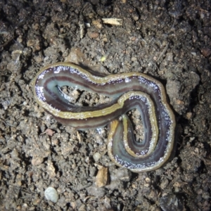 Caenoplana bicolor at Conder, ACT - 16 Apr 2022