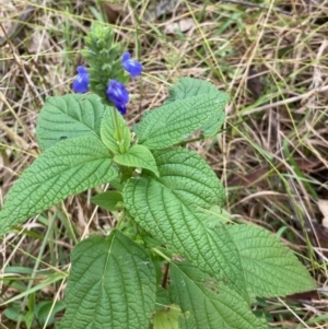 Salvia hispanica at Spence, ACT - 27 Apr 2022 10:38 AM