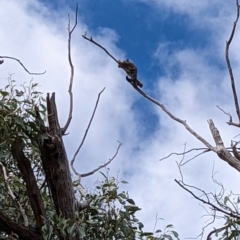 Petaurus notatus (Krefft’s Glider, Sugar Glider) at Flea Bog Flat, Bruce - 10 Mar 2022 by mainsprite