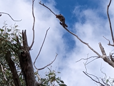 Petaurus notatus (Krefft’s Glider, formerly Sugar Glider) at Aranda, ACT - 10 Mar 2022 by mainsprite