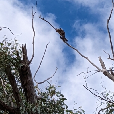 Petaurus notatus (Krefft’s Glider, Sugar Glider) at Aranda, ACT - 10 Mar 2022 by mainsprite