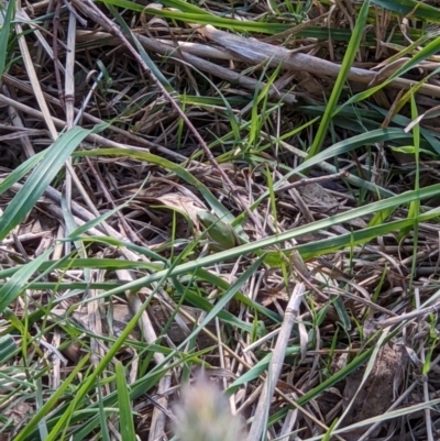 Litoria fallax (Eastern Dwarf Tree Frog) at Baranduda, VIC - 3 May 2022 by ChrisAllen