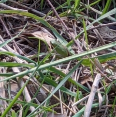 Litoria fallax at Baranduda, VIC - 3 May 2022 01:35 PM