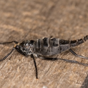 Boreoides subulatus at Melba, ACT - 22 Apr 2022