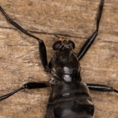 Boreoides subulatus at Melba, ACT - 22 Apr 2022