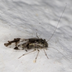 Psocodea 'Psocoptera' sp. (order) (Unidentified plant louse) at Melba, ACT - 27 Apr 2022 by kasiaaus