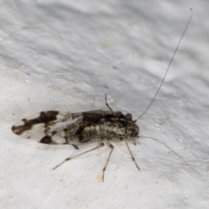 Psocodea 'Psocoptera' sp. (order) at Melba, ACT - 27 Apr 2022