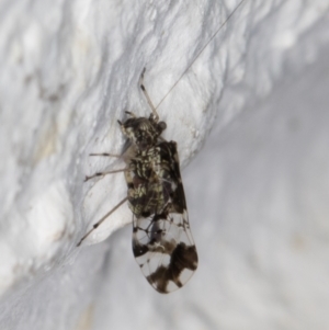 Psocodea 'Psocoptera' sp. (order) at Melba, ACT - 27 Apr 2022