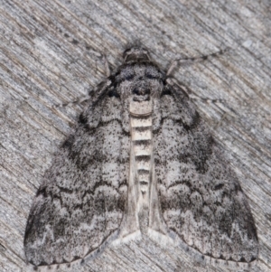 Smyriodes undescribed species nr aplectaria at Melba, ACT - 21 Apr 2022