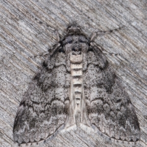 Smyriodes undescribed species nr aplectaria at Melba, ACT - 21 Apr 2022 11:53 PM