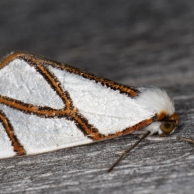 Thalaina clara (Clara's Satin Moth) at Melba, ACT - 21 Apr 2022 by kasiaaus