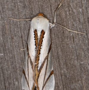 Thalaina clara at Melba, ACT - 21 Apr 2022 11:54 PM