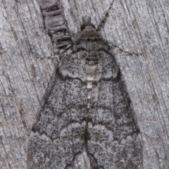 Smyriodes undescribed species nr aplectaria at Melba, ACT - 22 Apr 2022 by kasiaaus