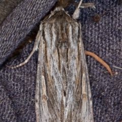 Persectania ewingii (Southern Armyworm) at Melba, ACT - 22 Apr 2022 by kasiaaus