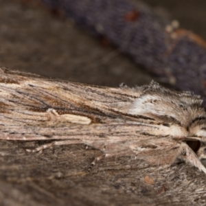 Persectania ewingii at Melba, ACT - 22 Apr 2022