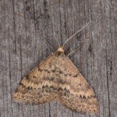 Scopula rubraria (Reddish Wave, Plantain Moth) at Melba, ACT - 22 Apr 2022 by kasiaaus