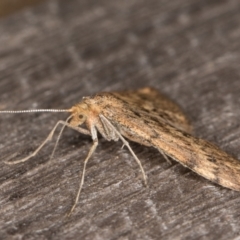 Scopula rubraria at Melba, ACT - 22 Apr 2022 11:52 PM