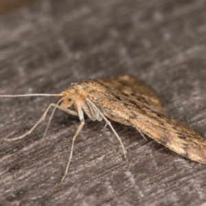 Scopula rubraria at Melba, ACT - 22 Apr 2022