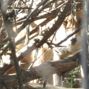 Vulpes vulpes at Fyshwick, ACT - 3 May 2022 10:20 AM