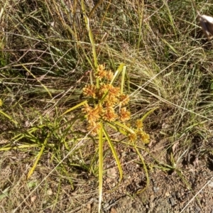 Cyperus eragrostis at Cooma, NSW - 3 May 2022