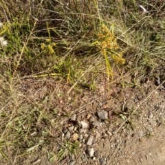 Cyperus eragrostis at Cooma, NSW - 3 May 2022