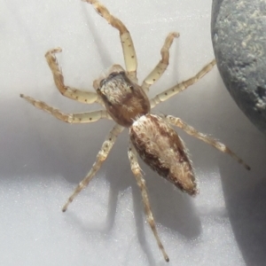 Helpis sp. (genus) at Narrabundah, ACT - 30 Apr 2022