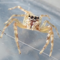 Helpis sp. (genus) at Narrabundah, ACT - 30 Apr 2022