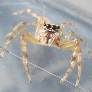 Helpis sp. (genus) at Narrabundah, ACT - 30 Apr 2022