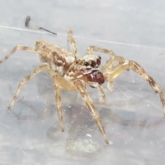 Helpis sp. (genus) at Narrabundah, ACT - 30 Apr 2022