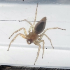 Helpis sp. (genus) at Narrabundah, ACT - 30 Apr 2022