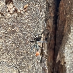 Leptomyrmex erythrocephalus (Spider ant) at Tennent, ACT - 3 May 2022 by SteveBorkowskis