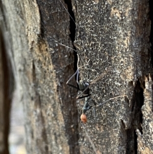 Leptomyrmex erythrocephalus at Tennent, ACT - 3 May 2022