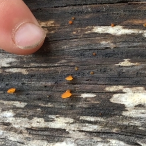 Heterotextus sp. at Pambula, NSW - 8 Apr 2022 01:21 PM