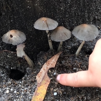 Coprinellus etc. (An Inkcap) at Pambula, NSW - 29 Apr 2022 by elizabethgleeson