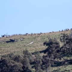Macropus giganteus (Eastern Grey Kangaroo) at The Pinnacle - 3 May 2022 by AlisonMilton