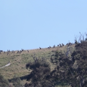 Macropus giganteus at Molonglo Valley, ACT - 3 May 2022