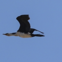 Microcarbo melanoleucos (Little Pied Cormorant) at Molonglo Valley, ACT - 3 May 2022 by AlisonMilton