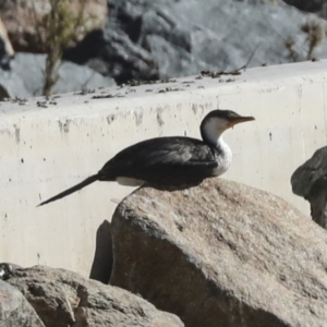 Microcarbo melanoleucos at Molonglo Valley, ACT - 3 May 2022