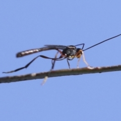 Heteropelma scaposum (Two-toned caterpillar parasite wasp) at Molonglo Valley, ACT - 3 May 2022 by AlisonMilton