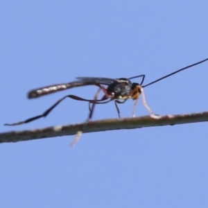 Heteropelma scaposum at Molonglo Valley, ACT - 3 May 2022